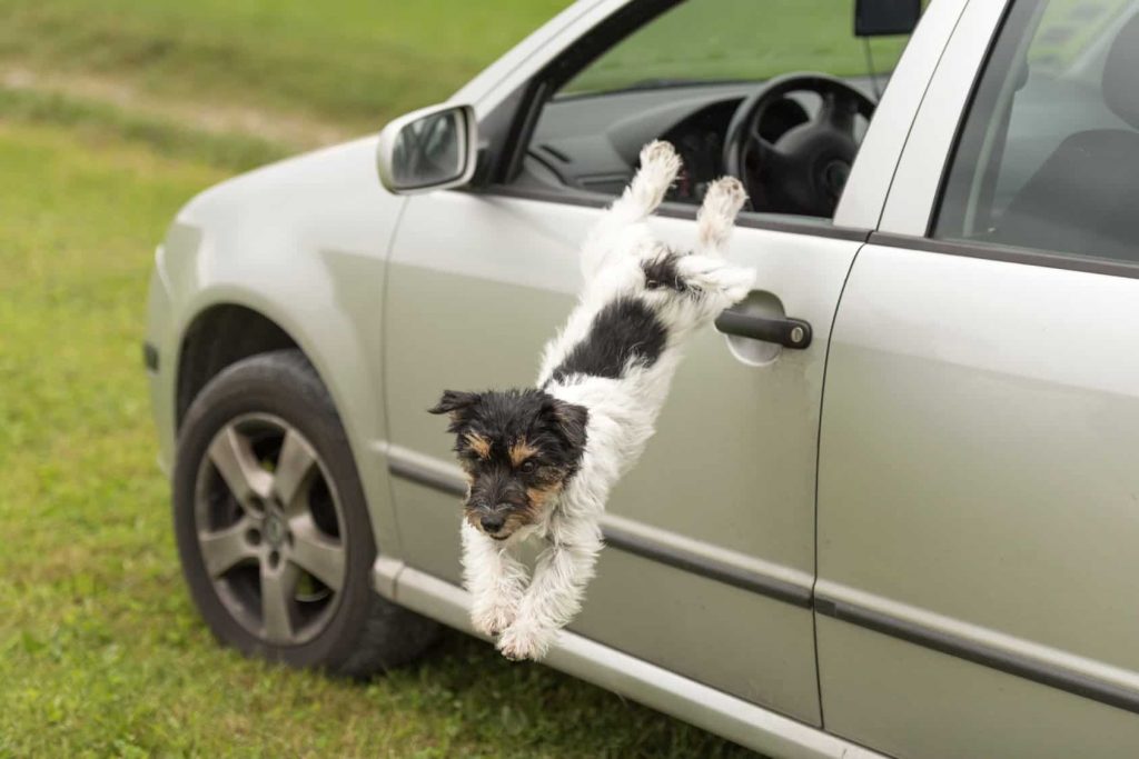 Hund läuft ins Auto © Wer muss zahlen? Tierhalterhaftung 2020